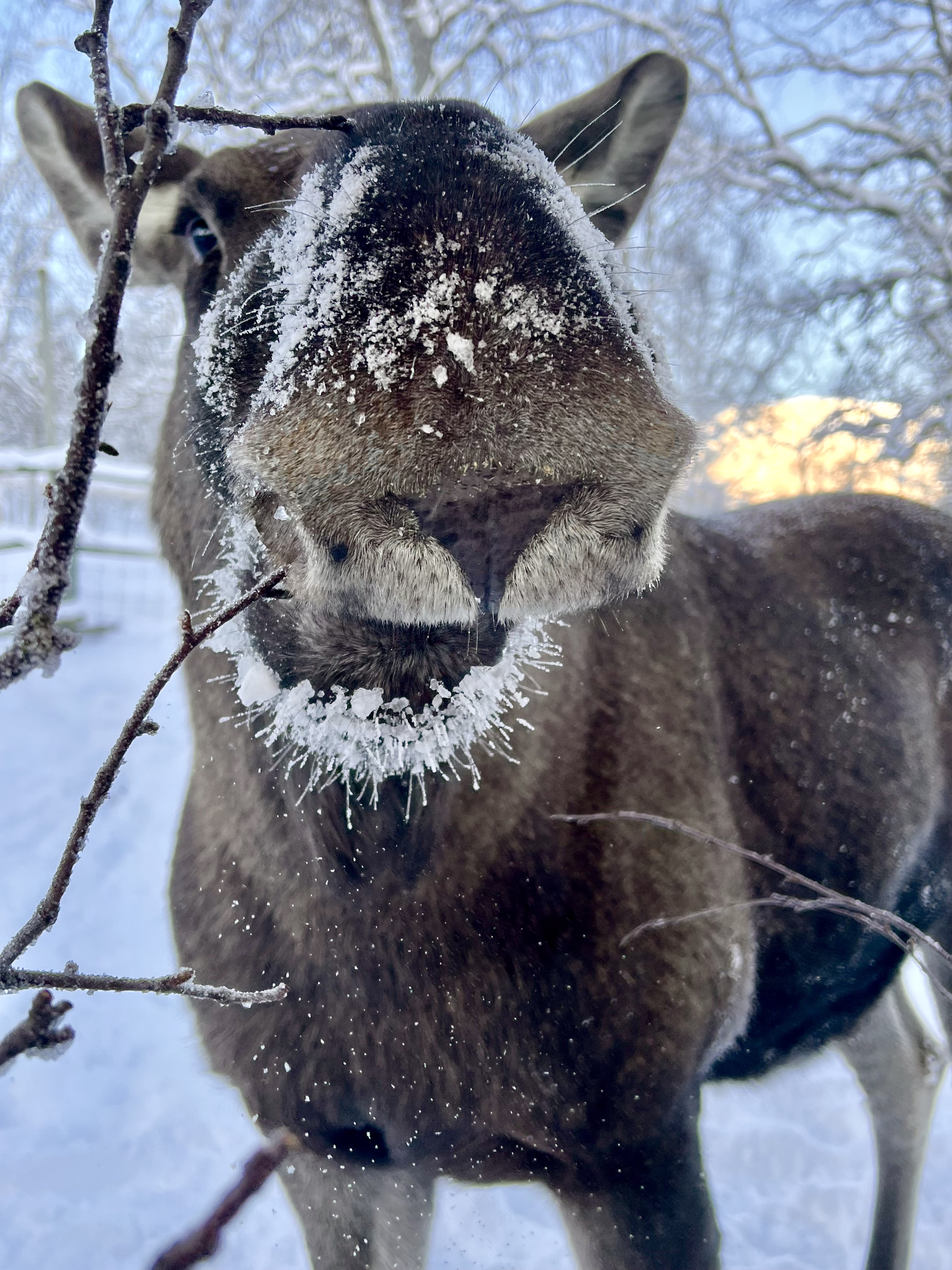 Moose nose very close to camera, nose has snow on it