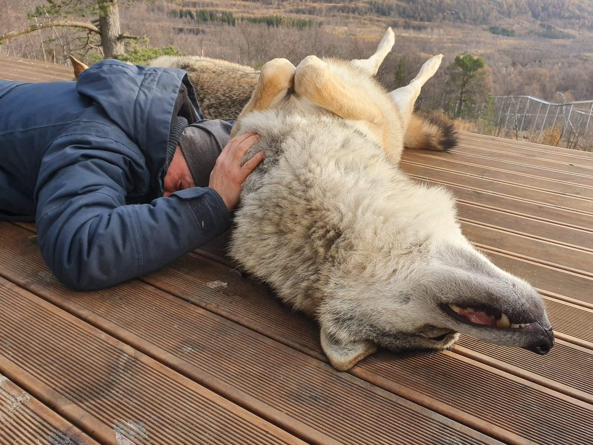 woman lies between two wolves, one on itæs back. Her right hand rests on it's chest 