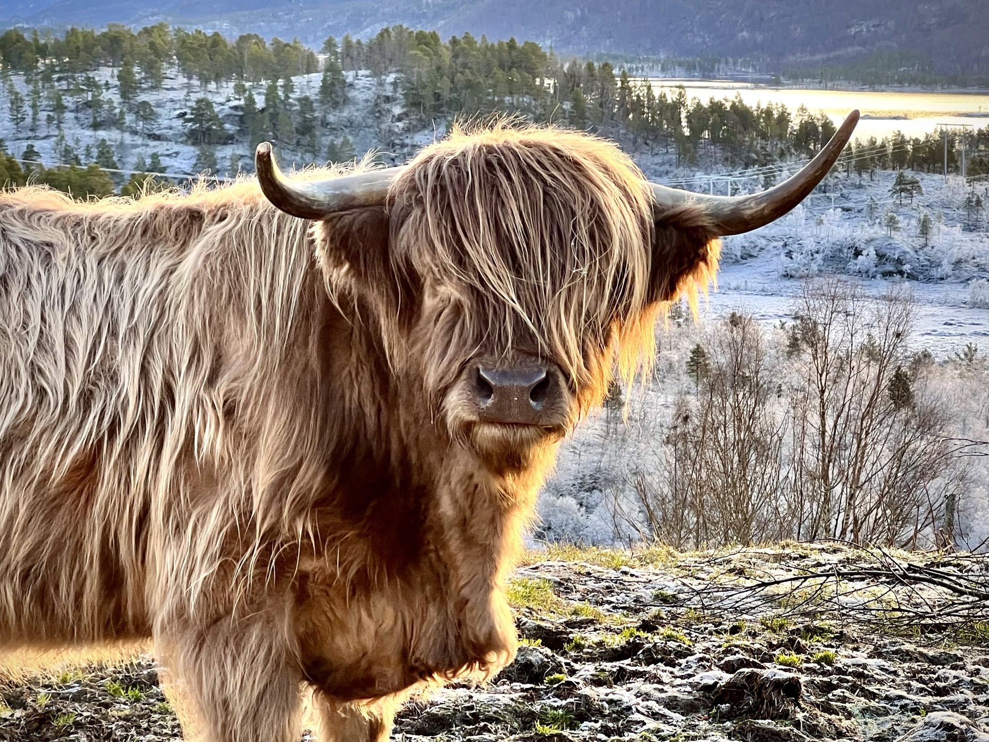 Longhaired cow with horns looking into the camera, frosted landscape in background