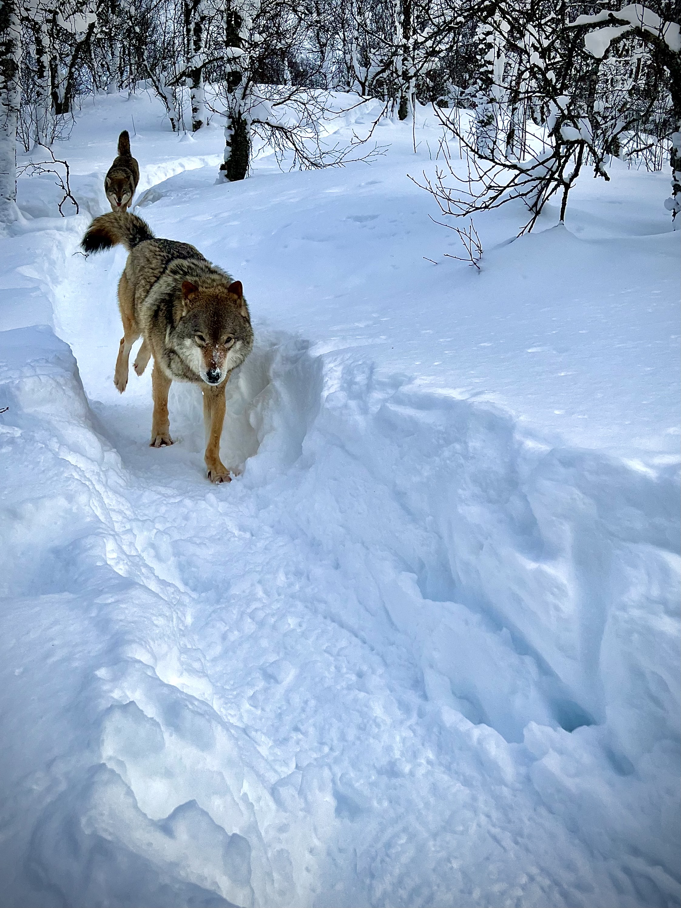 Two wolves running on trail in snow