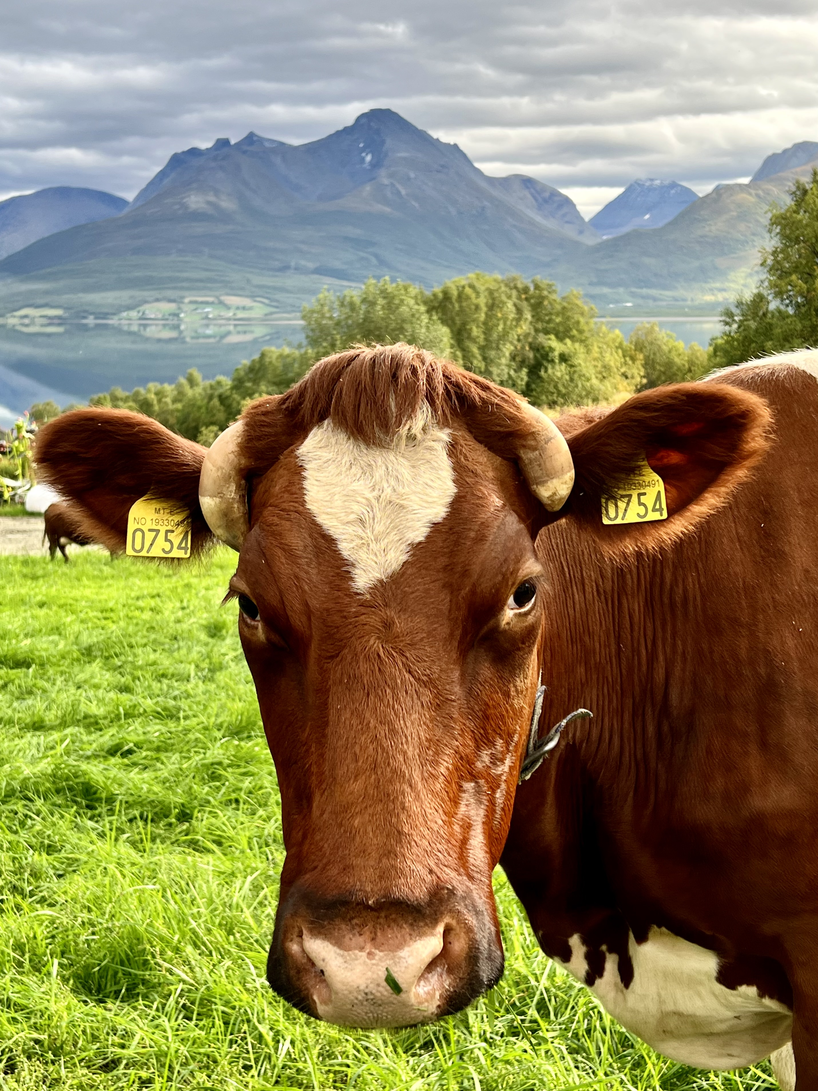 Brown cow looking in the camera, green grass and a fjord in background