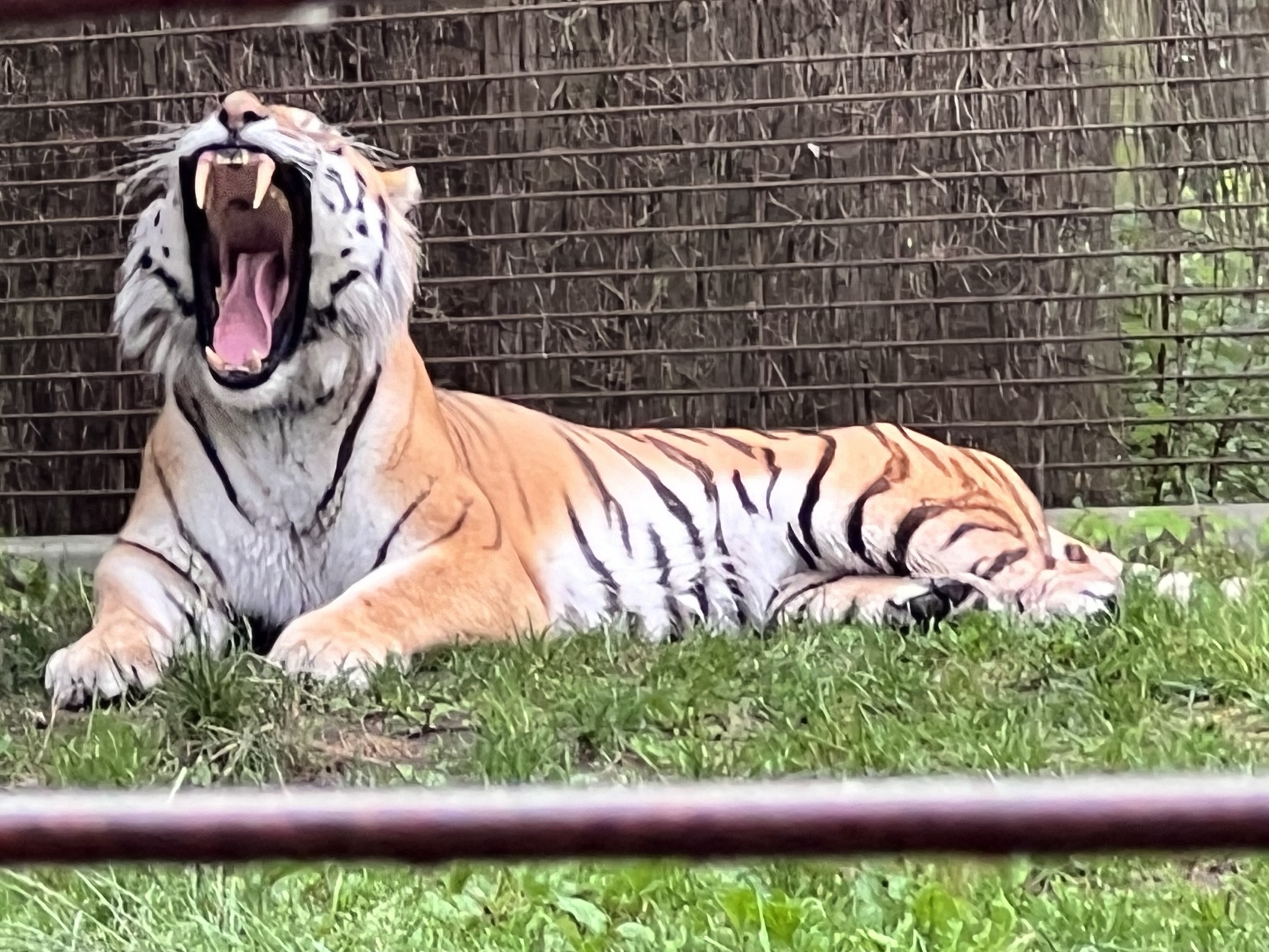 tiger yaning lying down