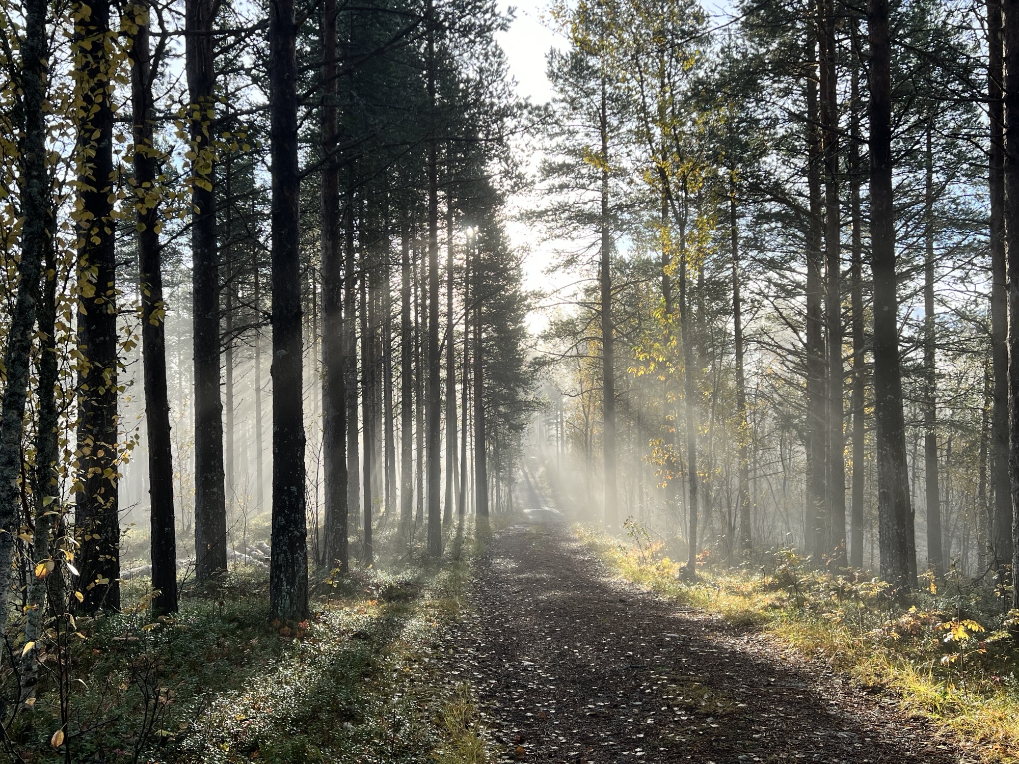 image of Norwegian nature