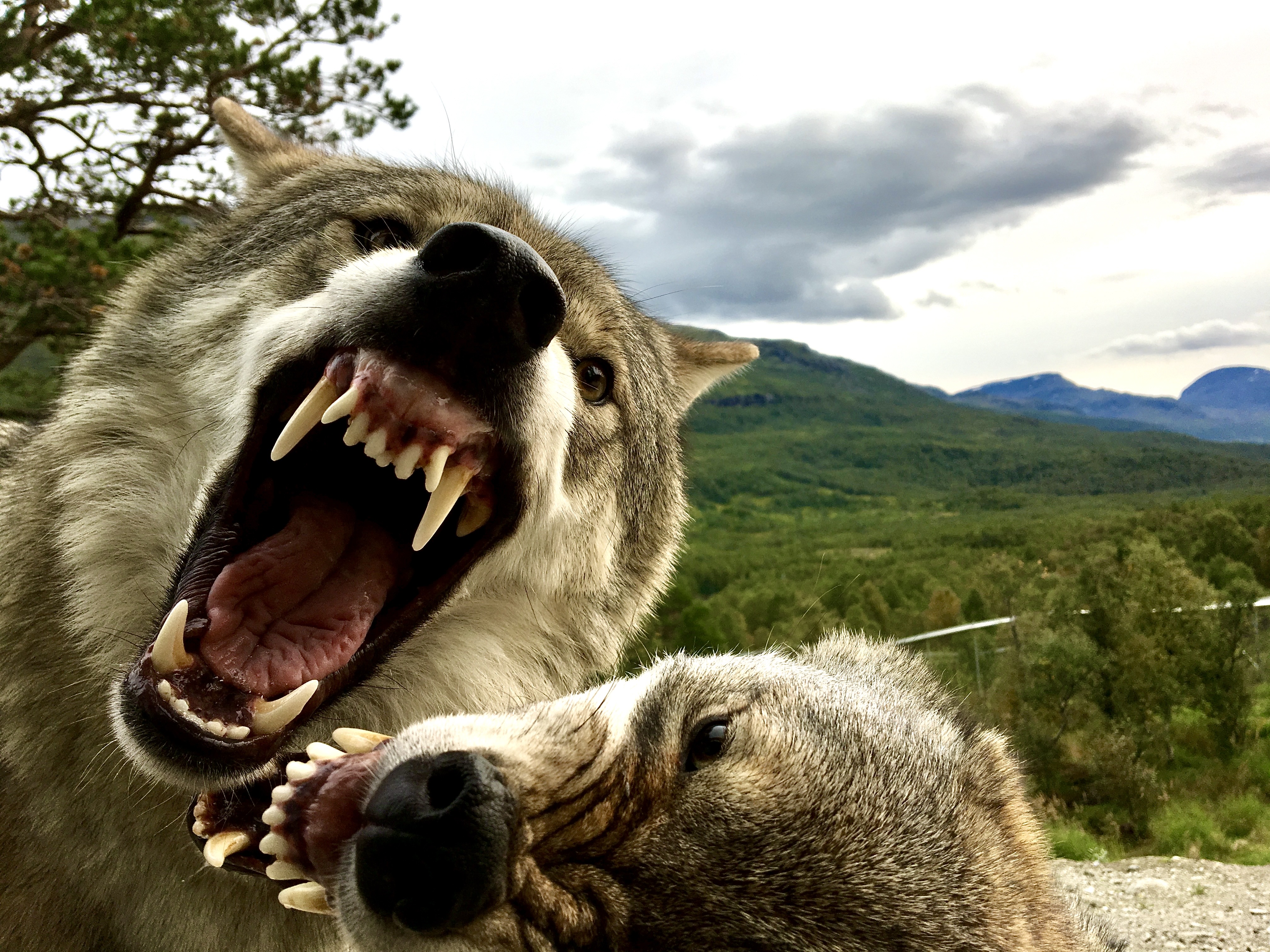 Wolves arguing, showing a lot of teeth close to the camera